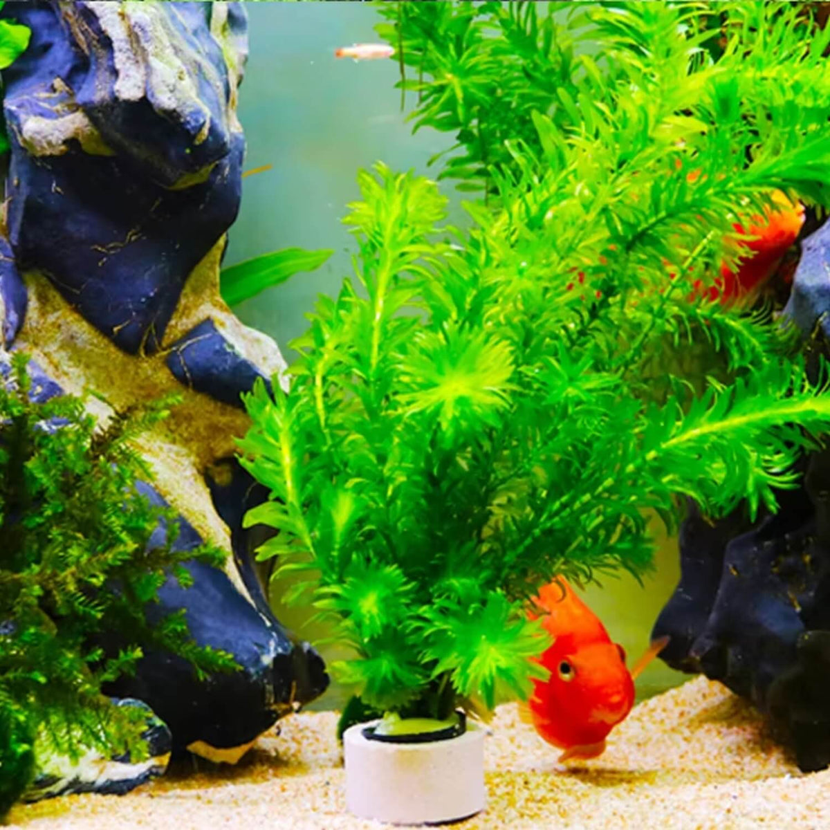 3-delige Aquarium Plantenringen 🐾 Set van 4 stuks 🐾
