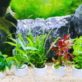 3-delige Aquarium Plantenringen 🐾 Set van 4 stuks 🐾