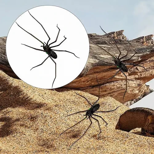 🕷️ Spinnenmagneet voor de Koelkast | Realistisch, Sterke Magneet & Perfect voor Grappen – Nu 50% Korting 🎁
