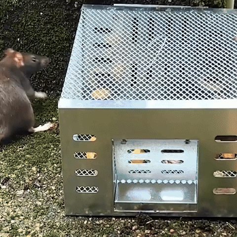 Automatische Herbruikbare Muizenval met Eenrichtingsdeur – Grote Gegalvaniseerde Muizenkooi voor Continue Vangst