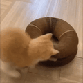 Opvouwbare kartonnen krabdonut | Krabben, spelen en relaxen 🐾 1+1 GRATIS 🐾
