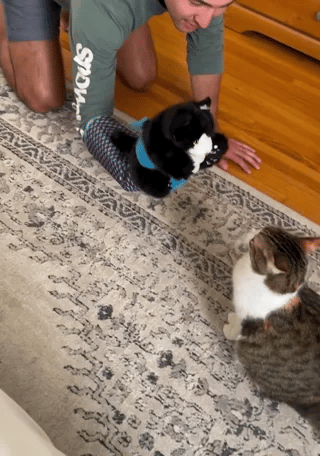Kattenhandschoen Pop Speelset | Leuk Poppenspel & Actief Vermaak