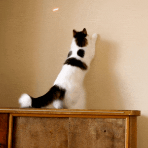 Laserspeeltje voor Katten 🐾 Set van 6 🐾