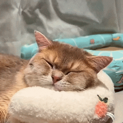 CharmPaws® Kalmerend Kussen - Voor Katten & Kleine Honden