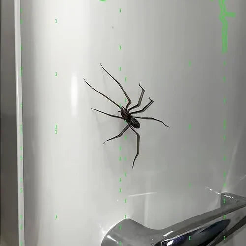 🕷️ Spinnenmagneet voor de Koelkast | Realistisch, Sterke Magneet & Perfect voor Grappen – Nu 50% Korting 🎁