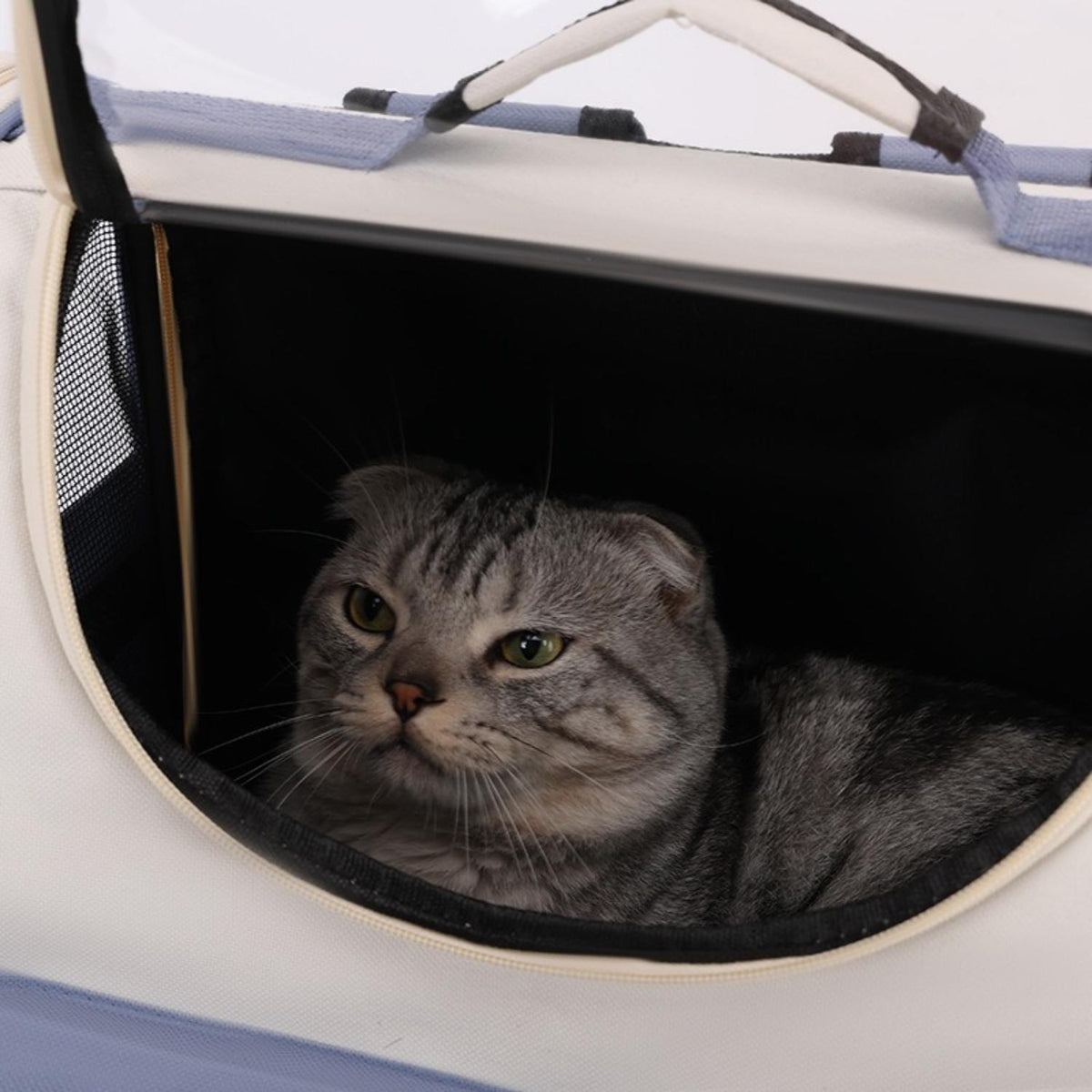 Rugtas voor katten