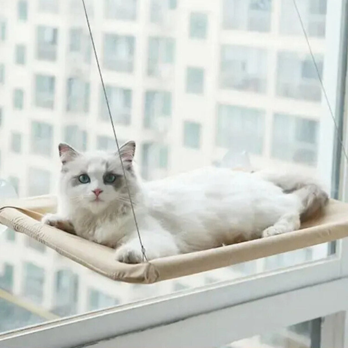 Zuignap Kattenhangmat voor aan je raam