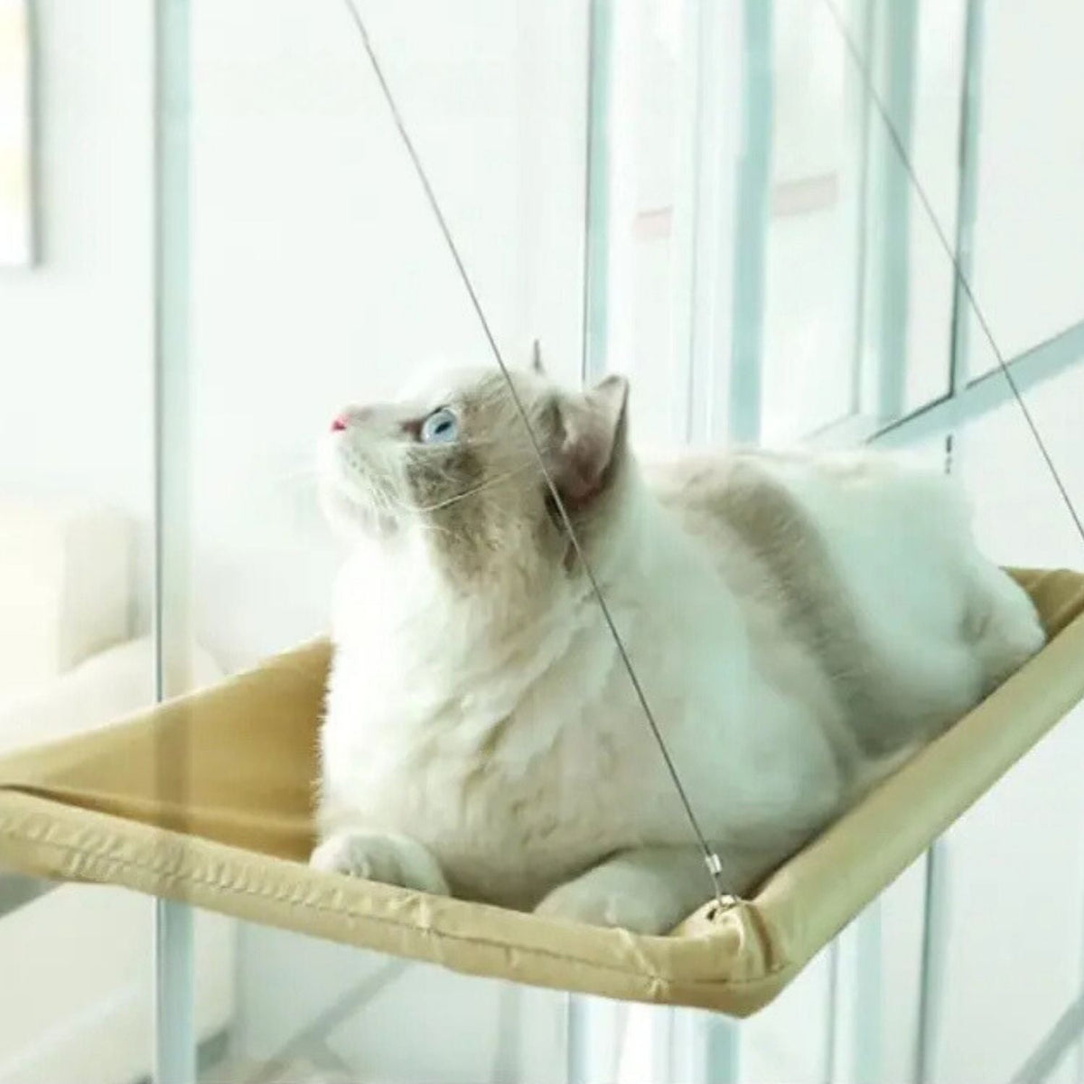 Zuignap Kattenhangmat voor aan je raam
