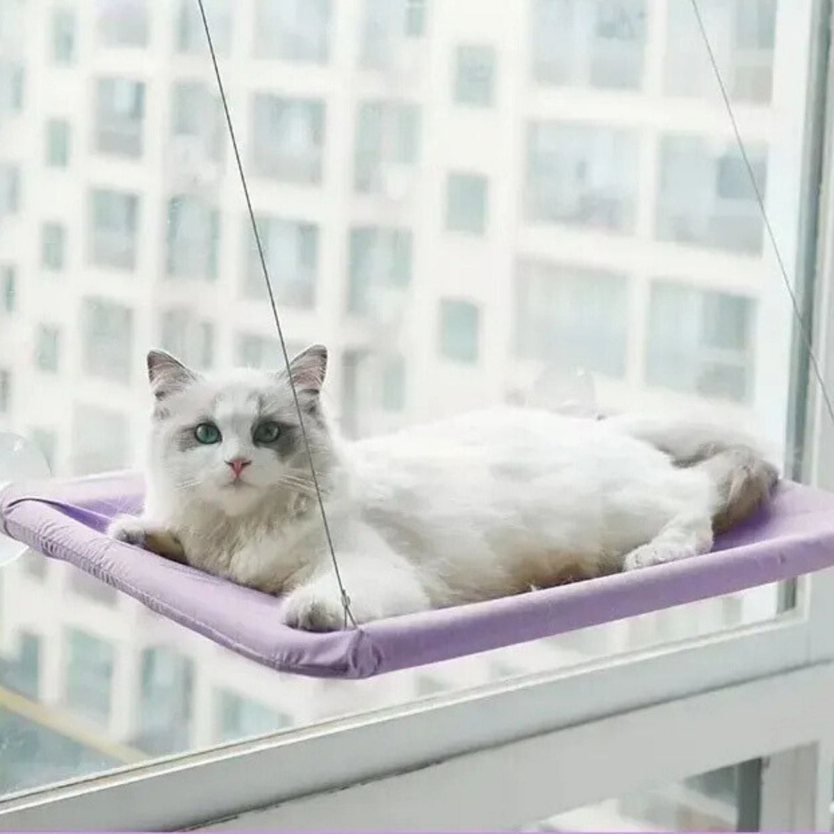 Zuignap Kattenhangmat voor aan je raam