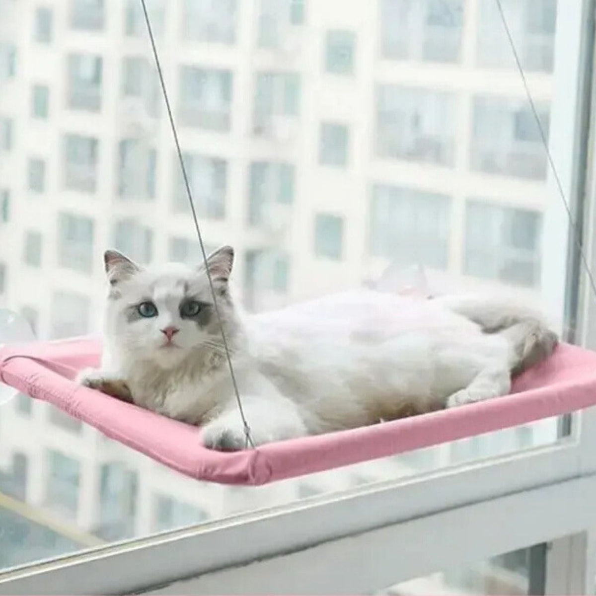 Zuignap Kattenhangmat voor aan je raam